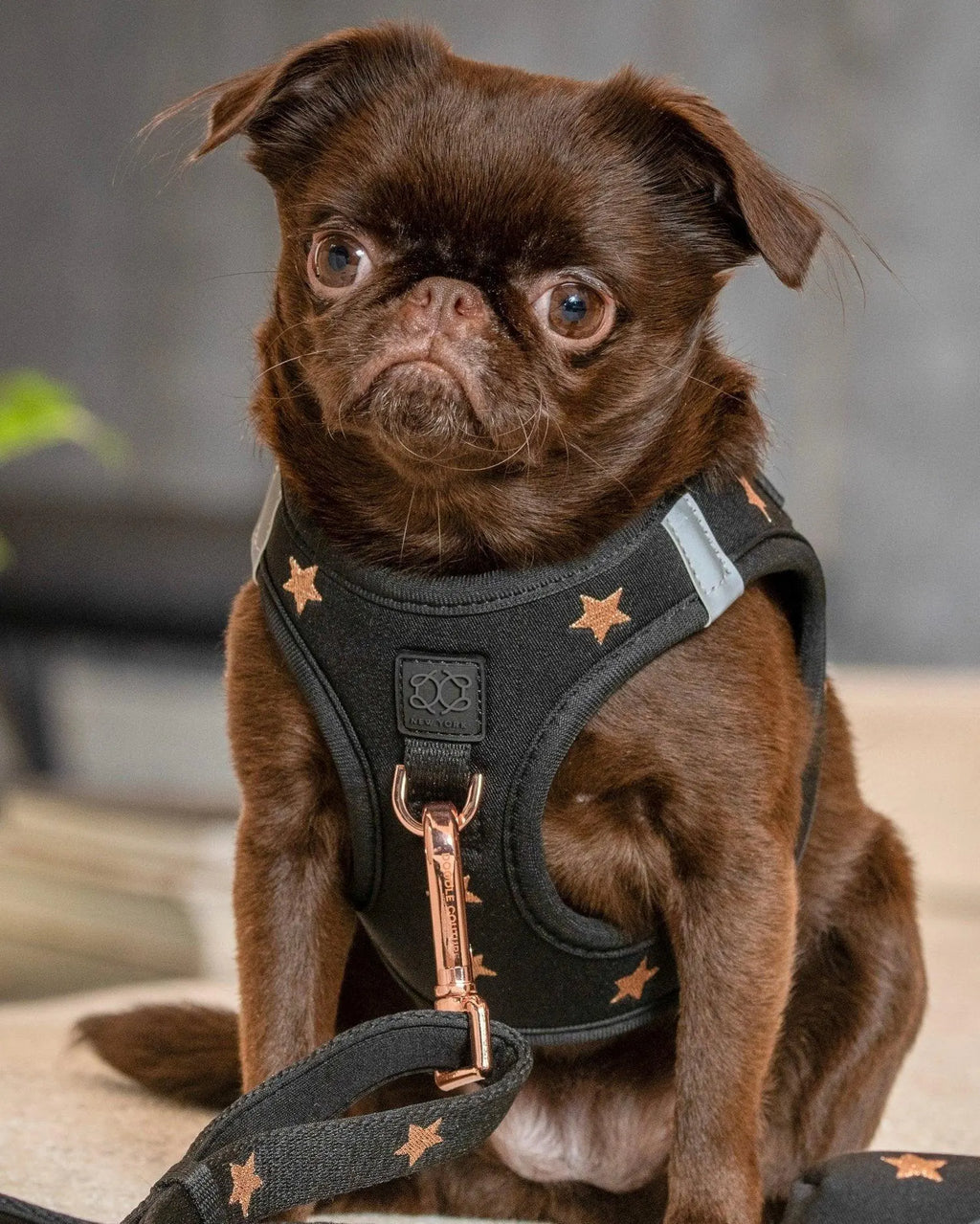 Soho Dog Walking Set - Rockstar