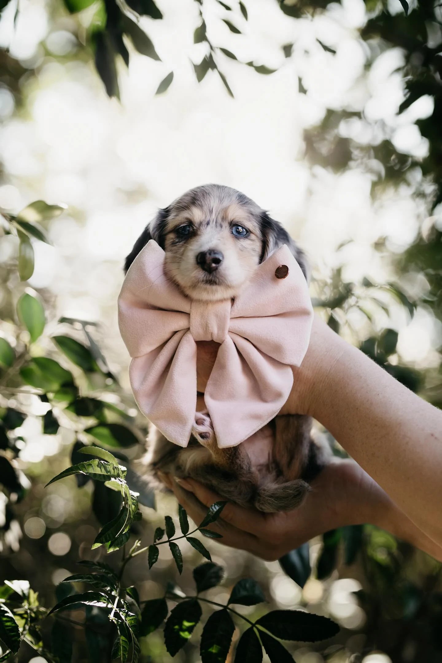 Velvet Bow Collar Set