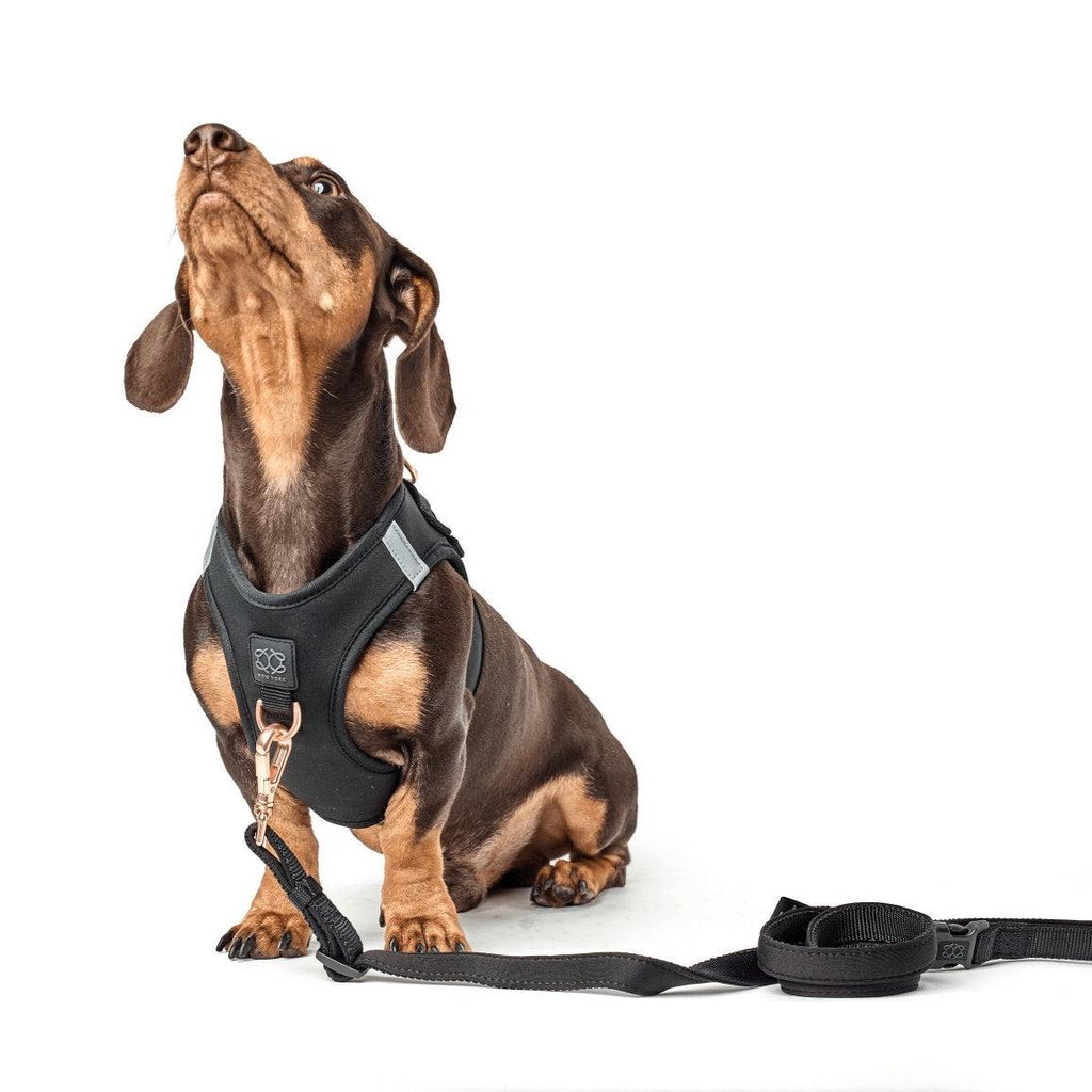 Soho Dog Walking Set - Black