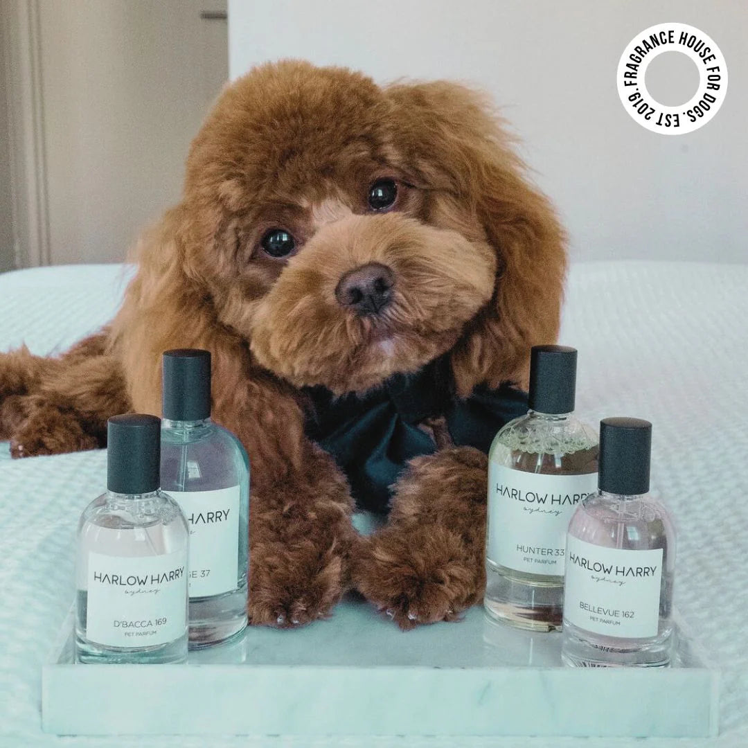 The Set | D'Bacca 169