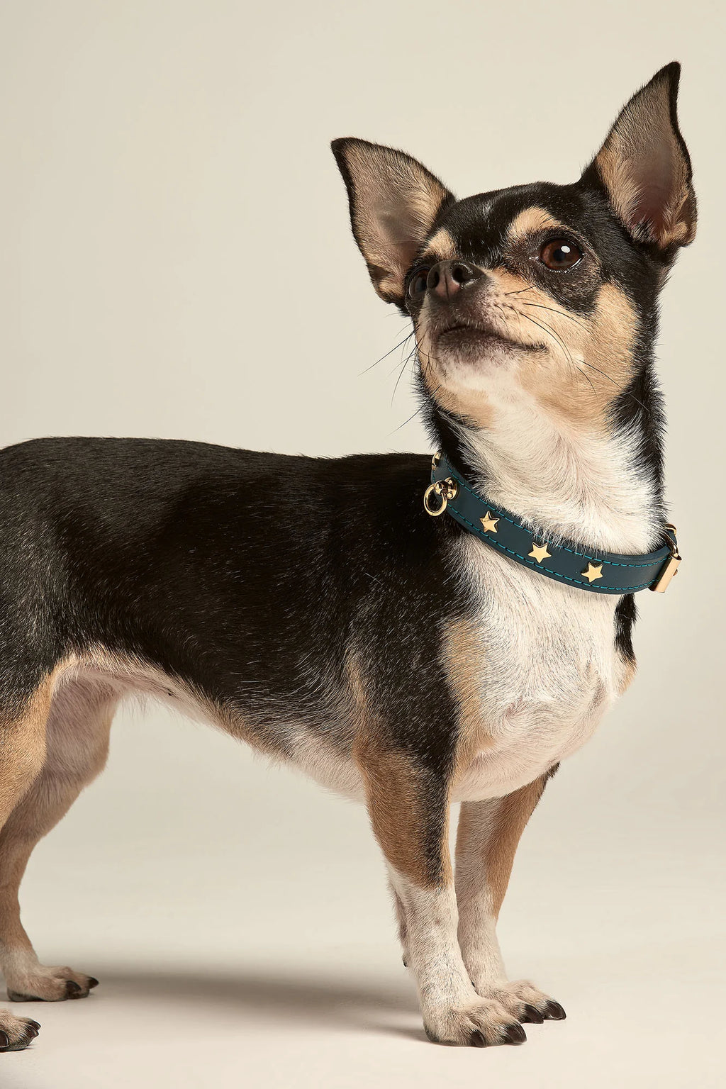 Navy Blue Leather Nara Toy Dog Collar