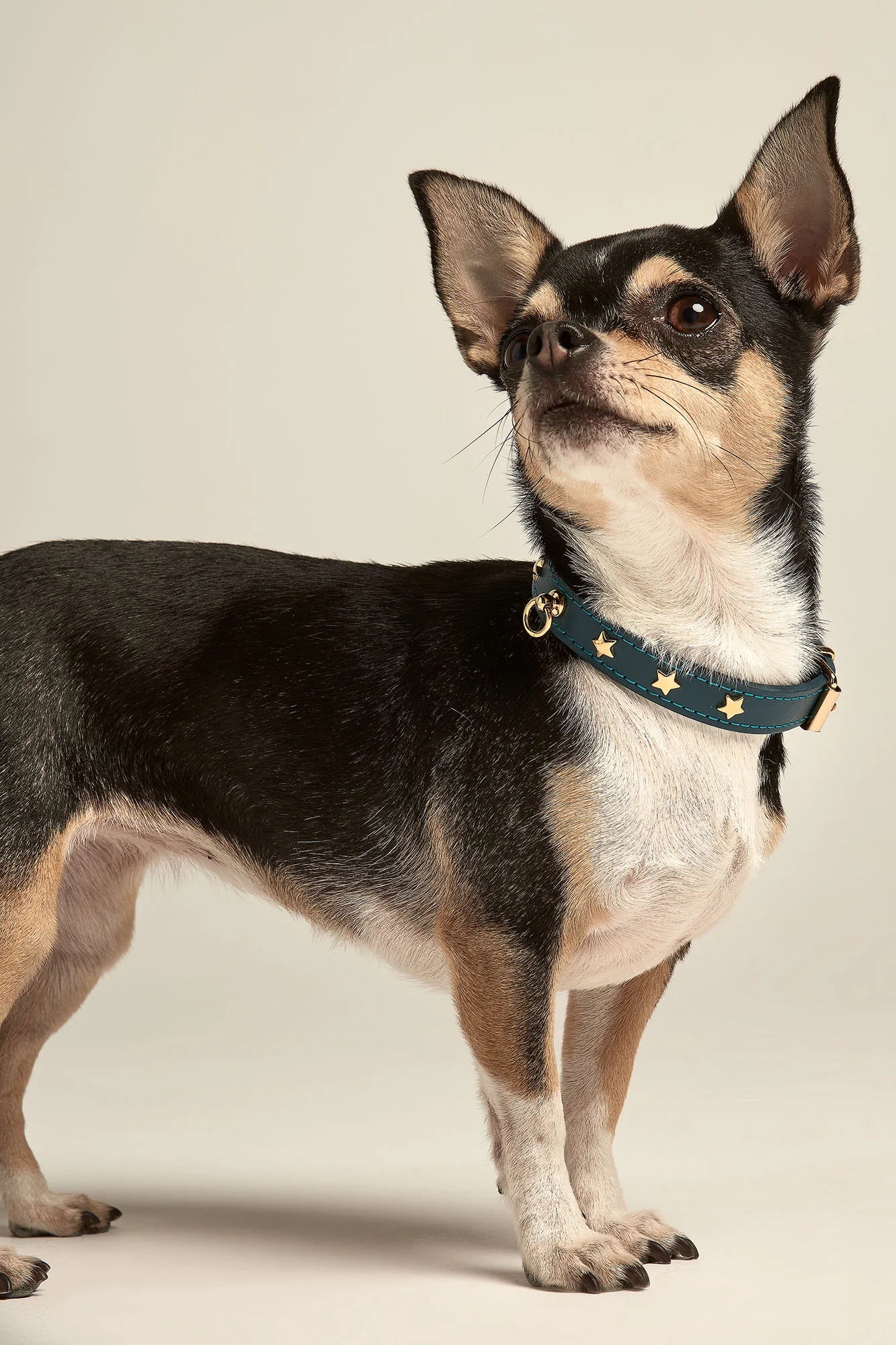 Navy Blue Leather Nara Toy Dog Collar