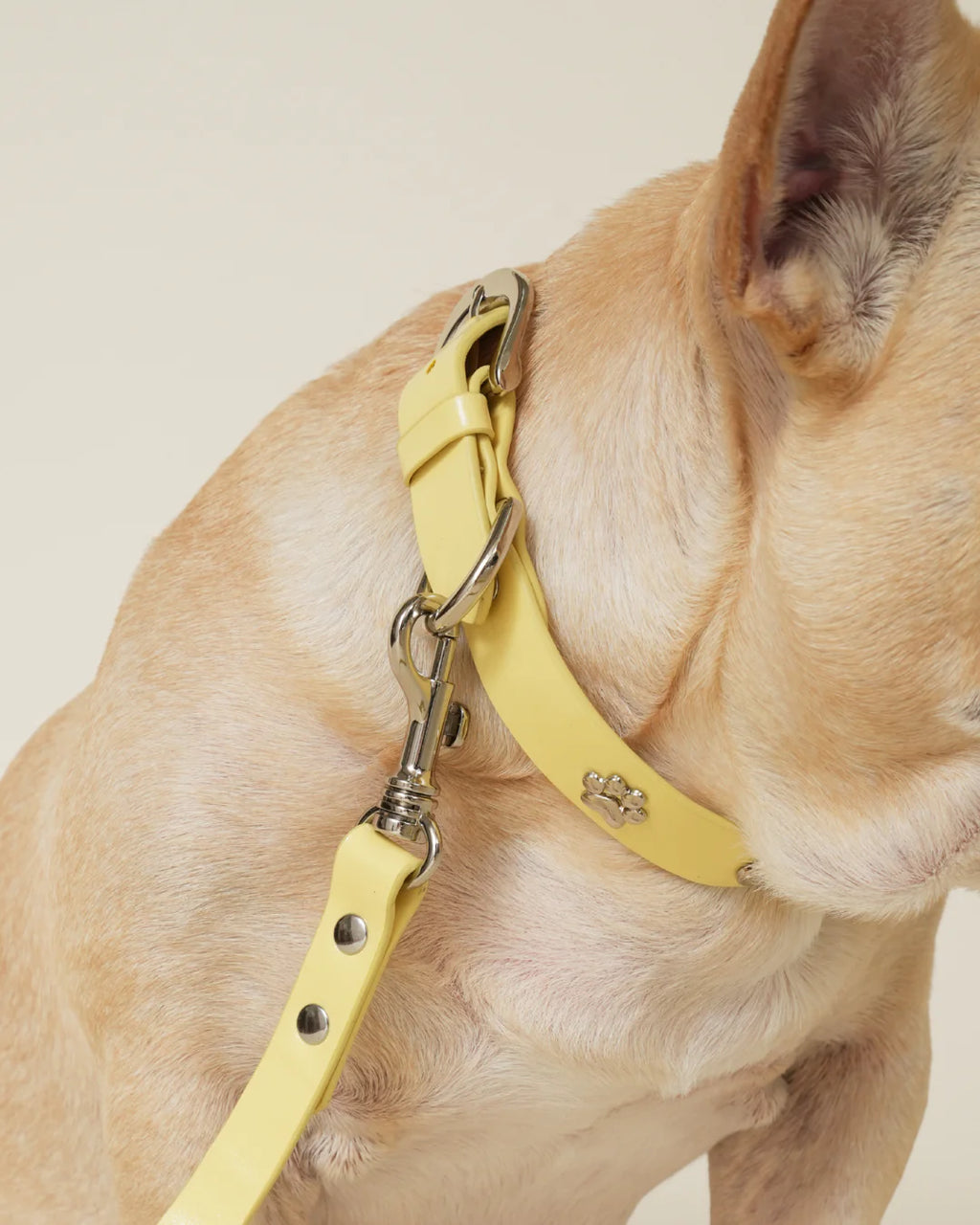 Social Butterfly Leash