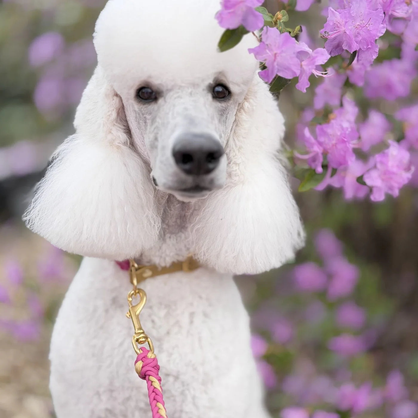 Valentina Collar & Leash Set – Rosé Pink