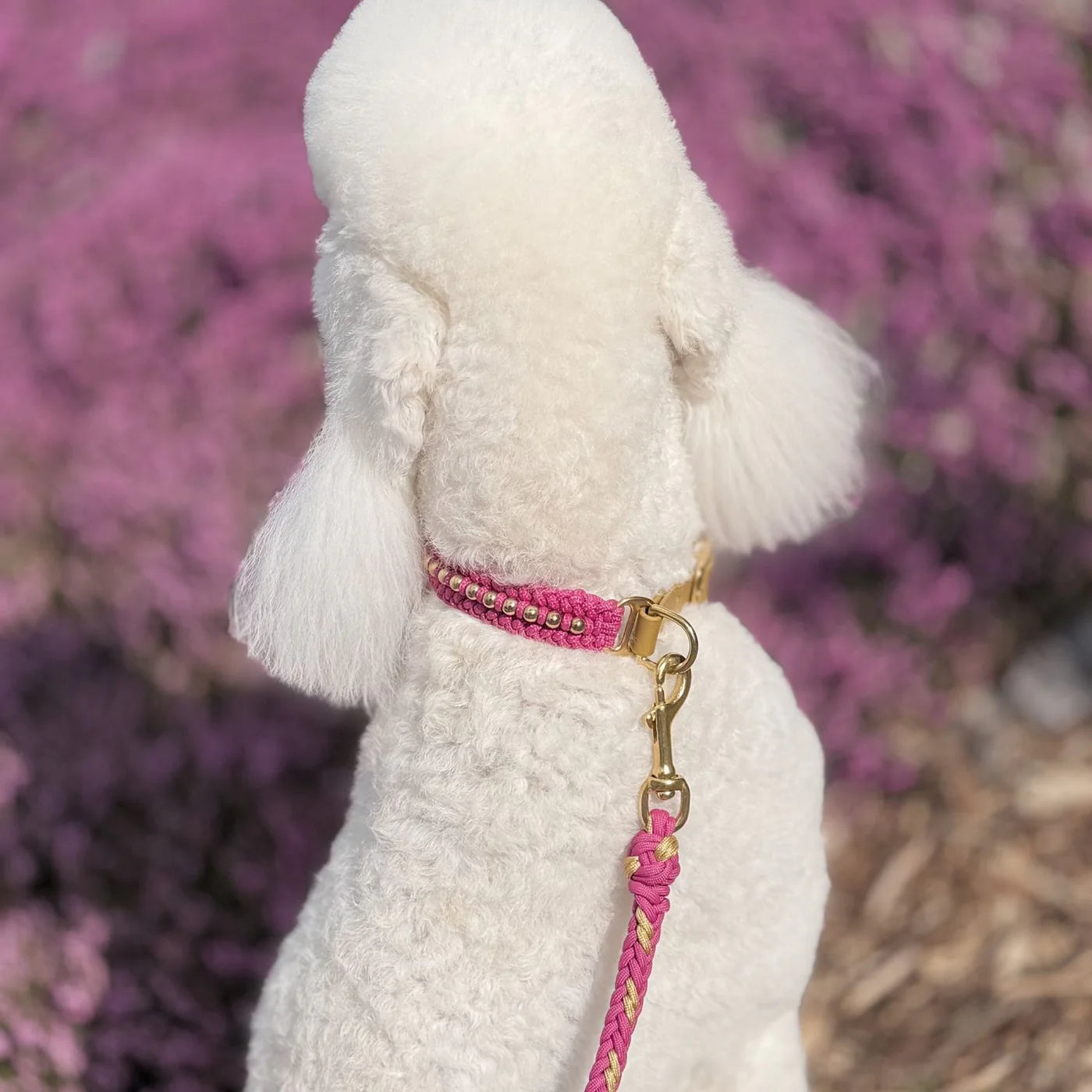 Valentina Collar & Leash Set – Rosé Pink