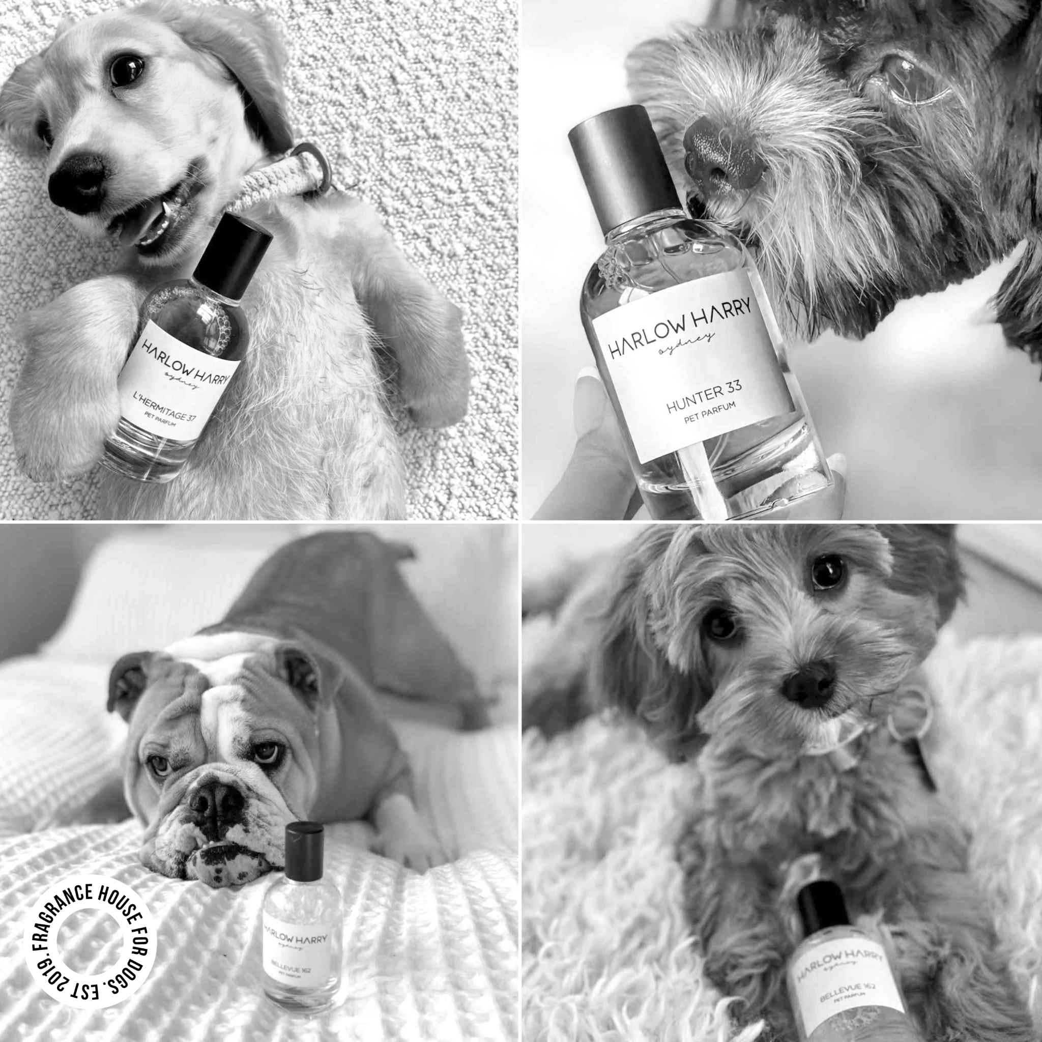 Dog Perfume | the Pair 2.0