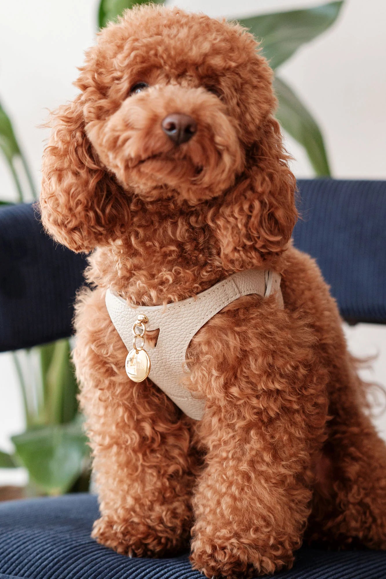 White Leather Juno Dog Harness