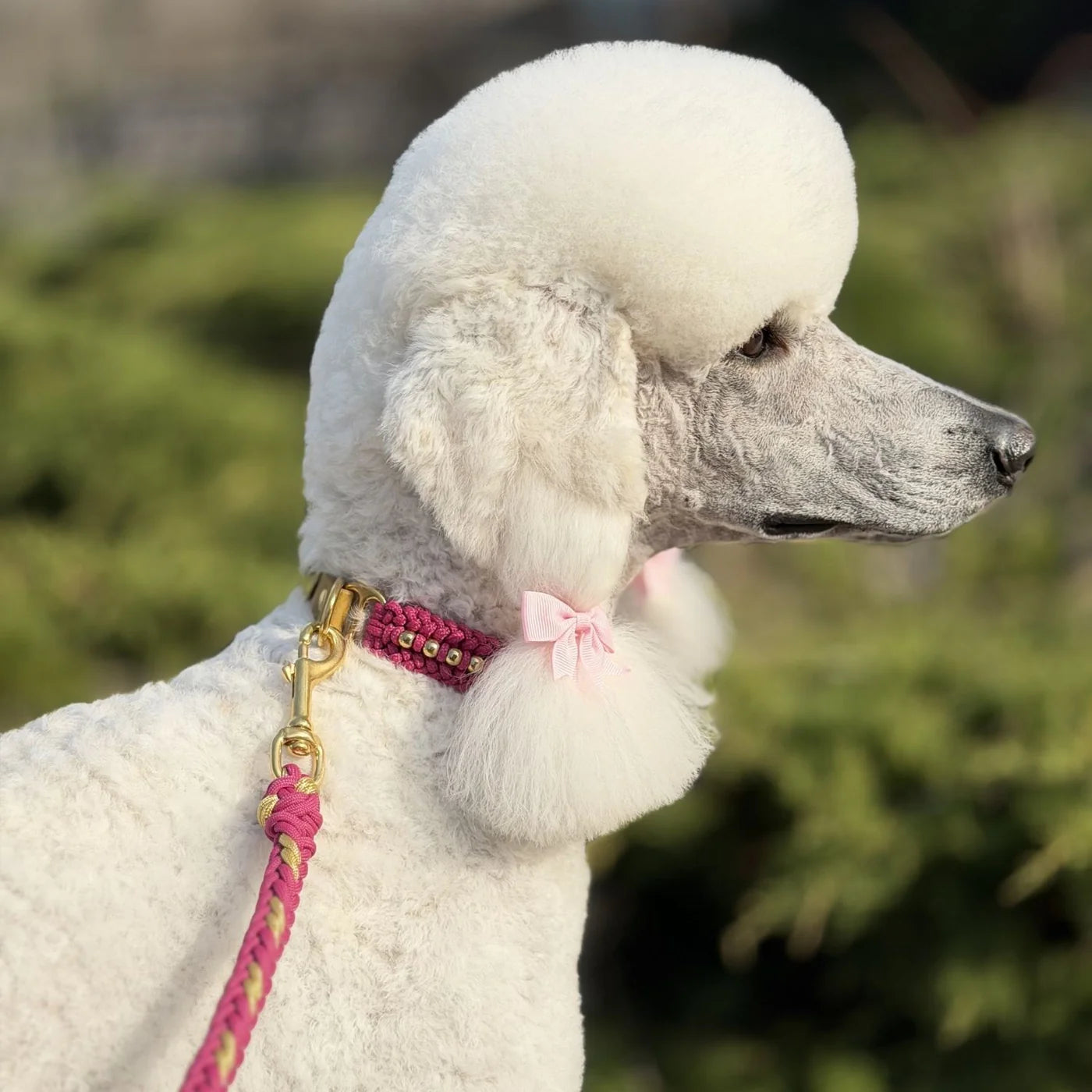 Valentina Rosé Pink Collar