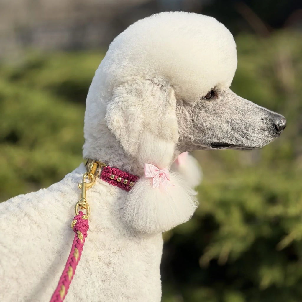 Valentina Collar & Leash Set – Rosé Pink