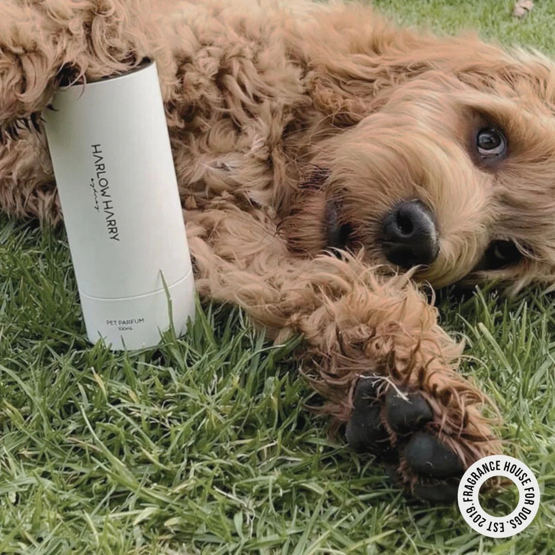 Dog Perfume | the Pair 2.0