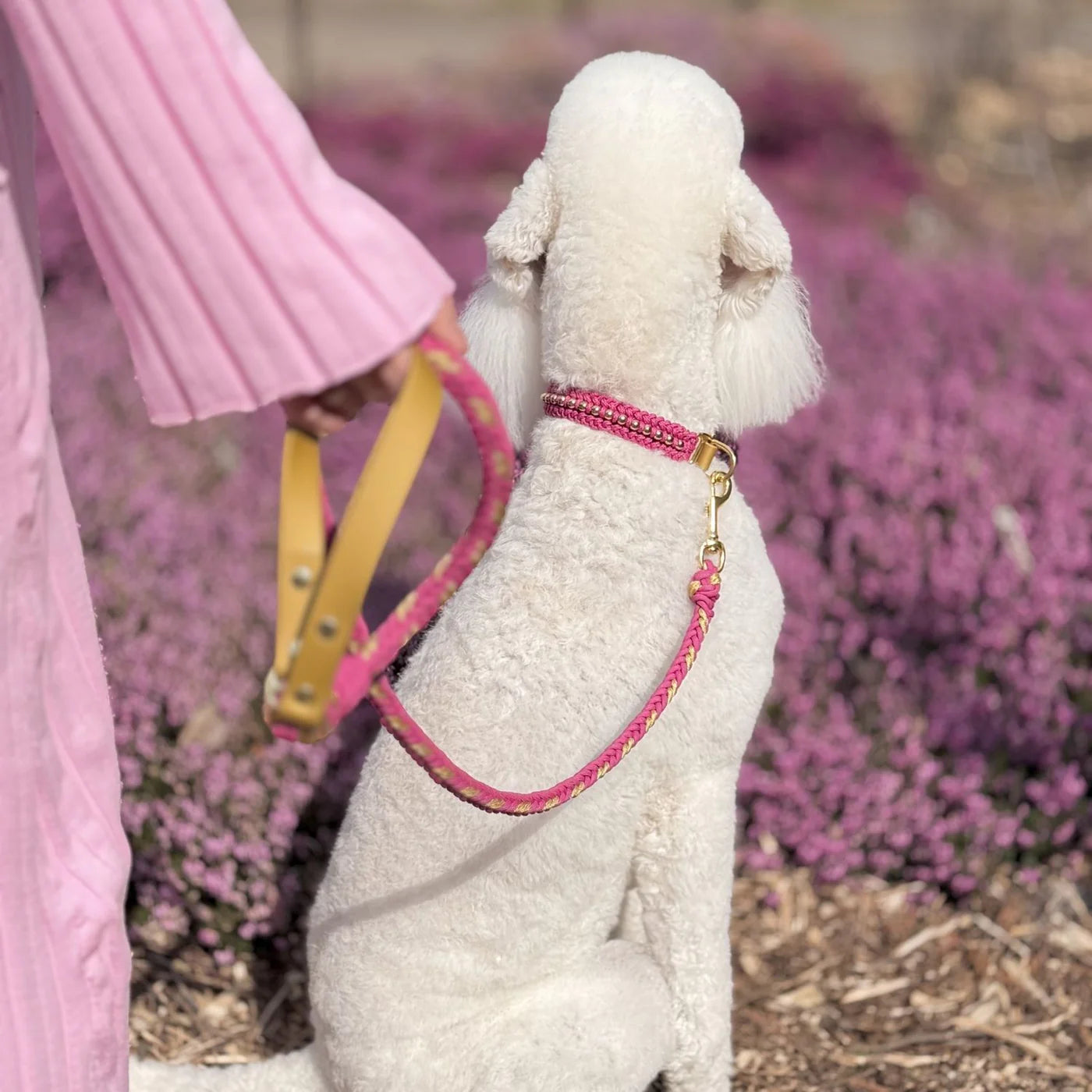 Valentina Rosé Pink Collar