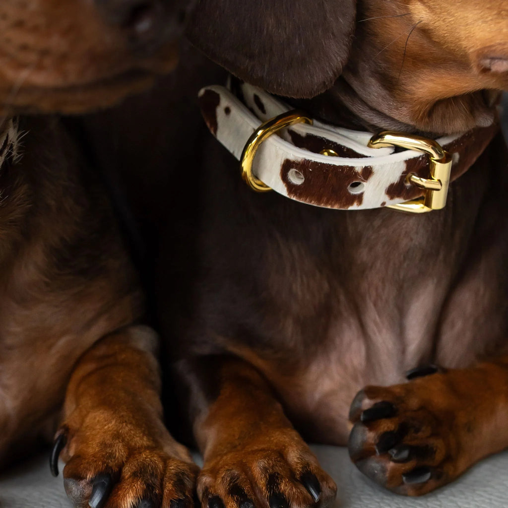 Cow Dog Collar Thin