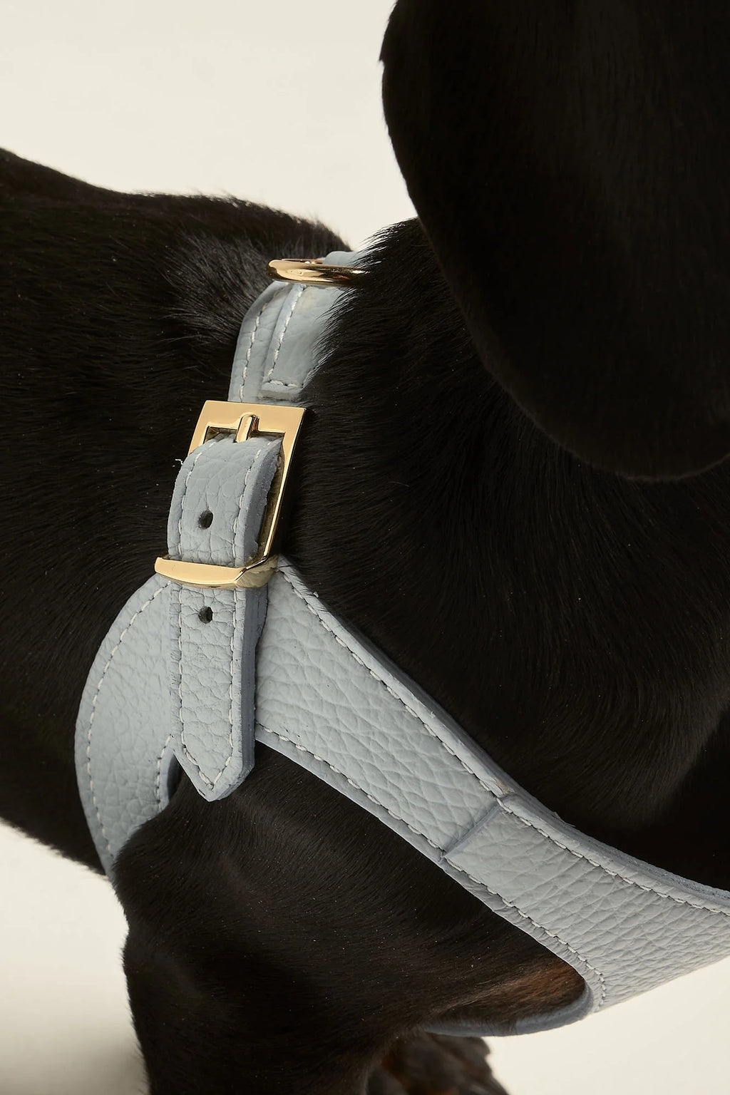 Sky Blue Juno Harness