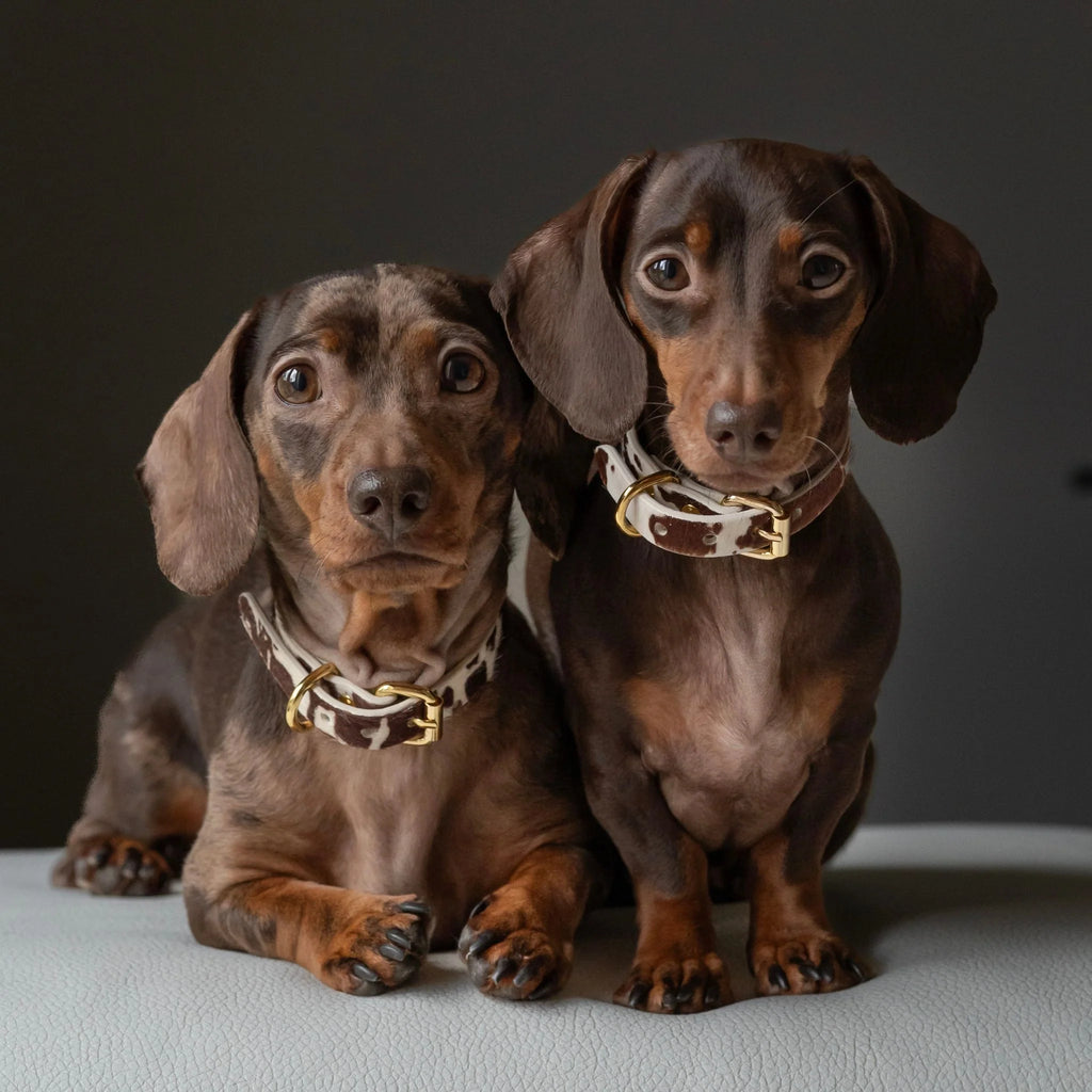 Cow Dog Collar Thin