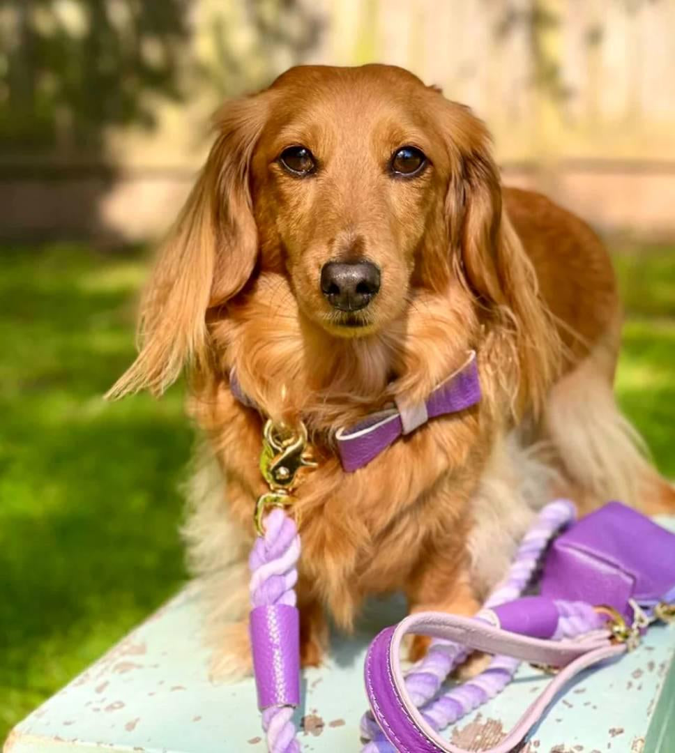 The Braided Rope Leather-Handle Leash