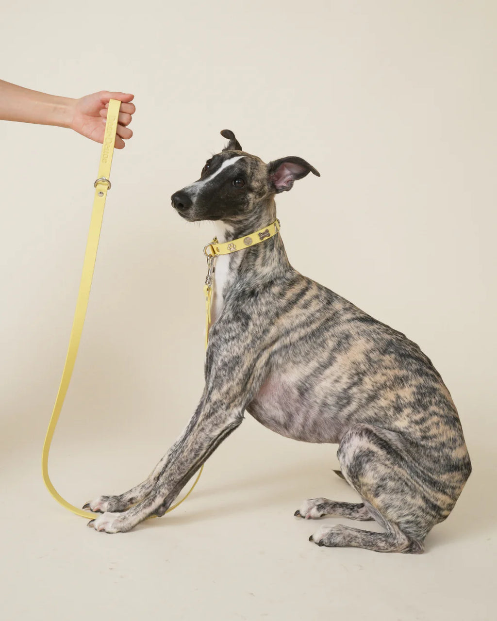 Social Butterfly Leash