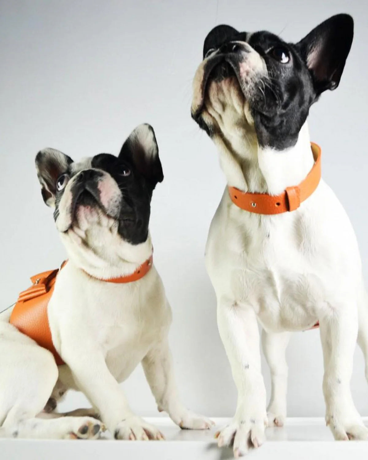Bijou Dog Harness