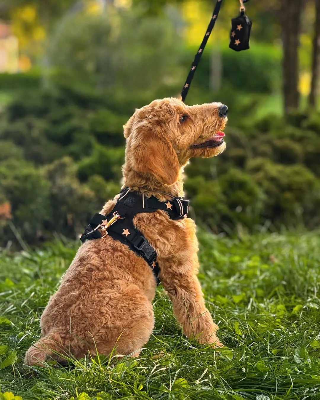 City Leash Set - Rockstar (Nomad)