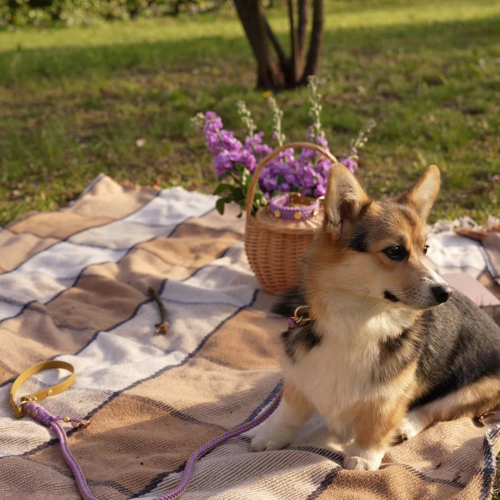 Flor Lavender Collar