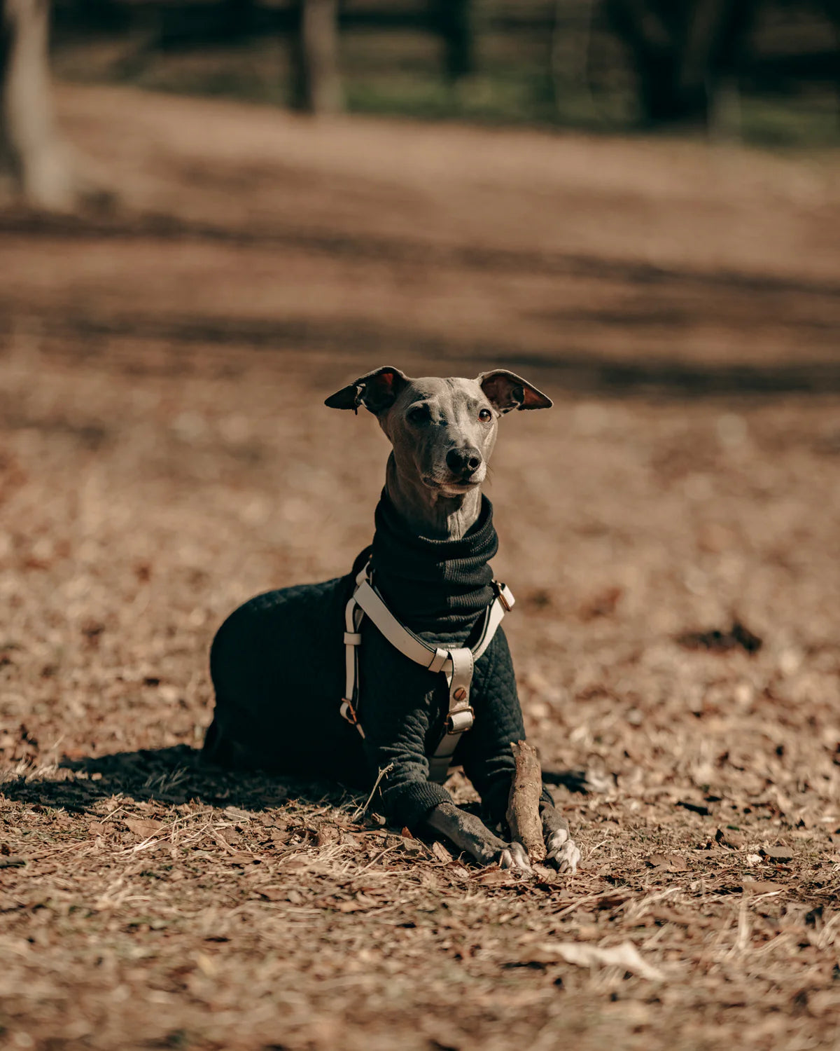 Classique Harnais Pour Chien - BLANC