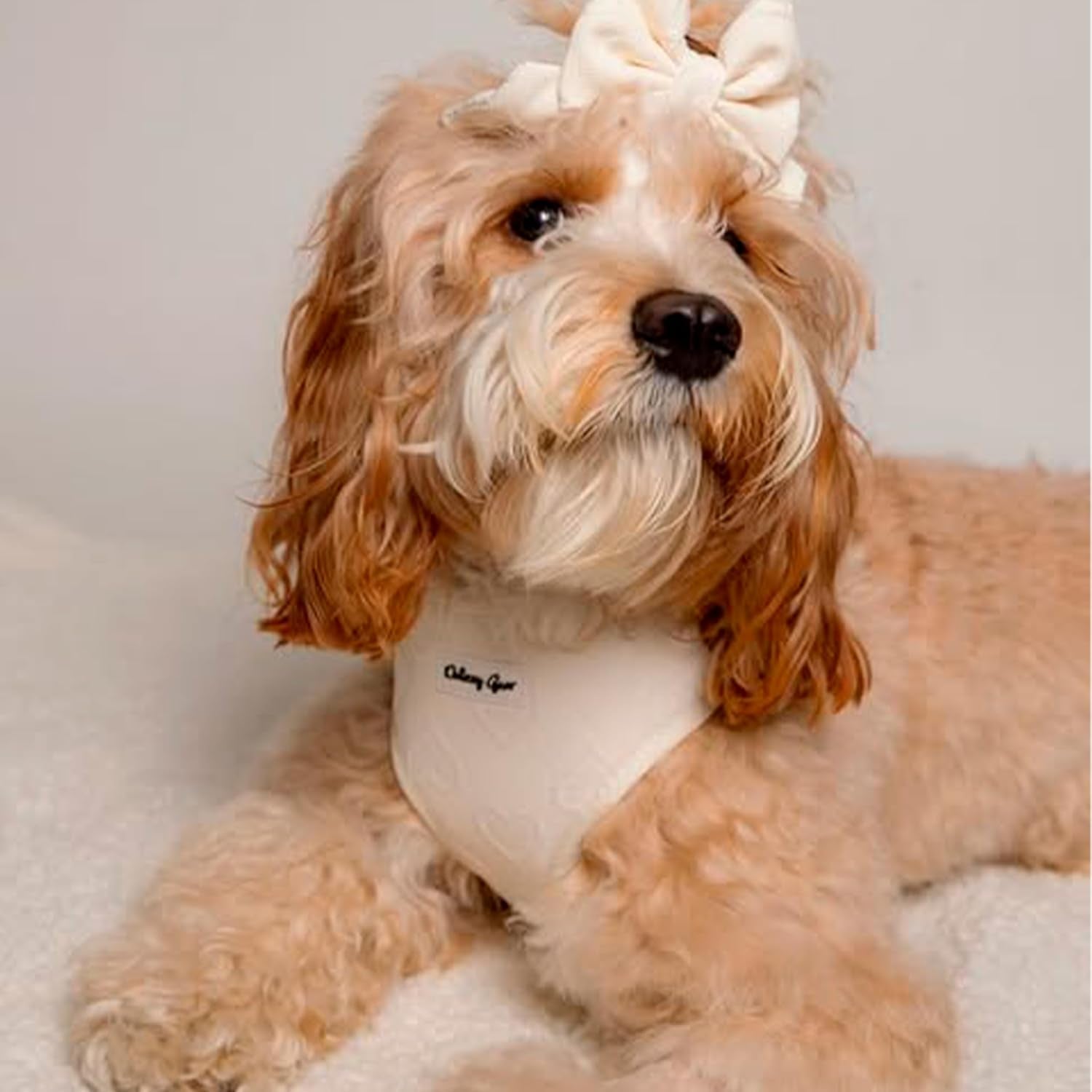 Signature Pink Hearts Luxury Walk Set — Large Harness, Leash, Collar, Bandana & Bow