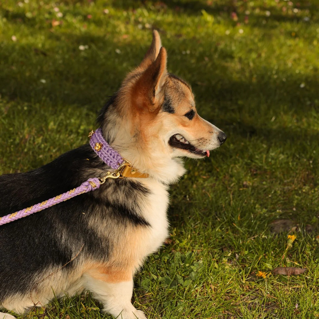Flor Lavender Collar