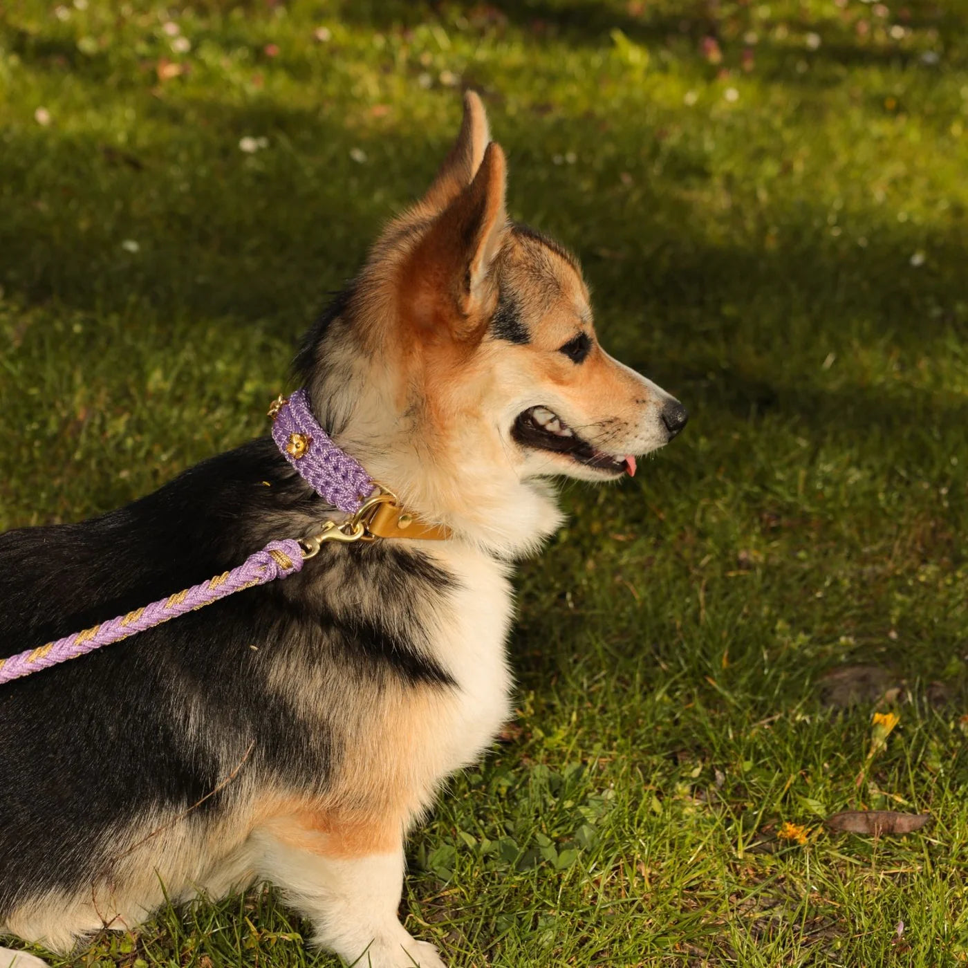 Flor Lavender Collar