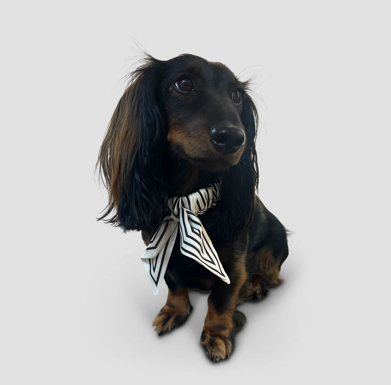 Dog Collar Twilly Stripes - Offwhite