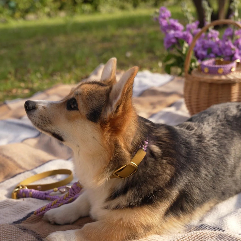 Flor Lavender Collar