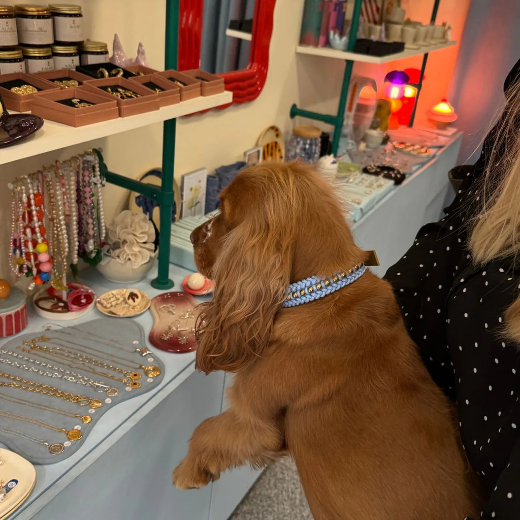 Valentina Sky Blue Collar