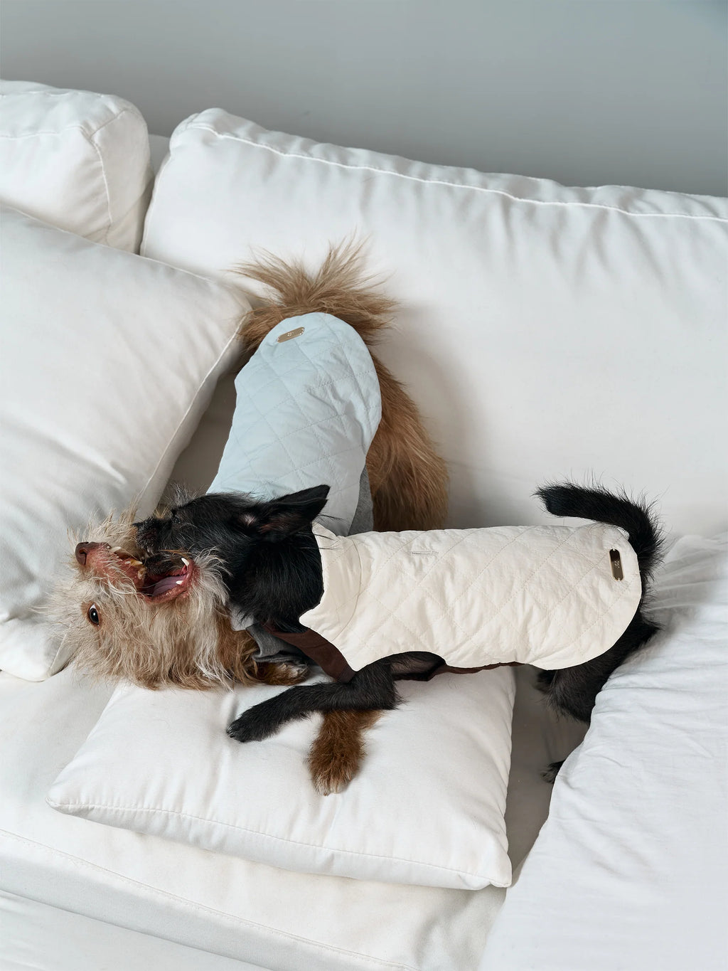 Pup Trust Fund