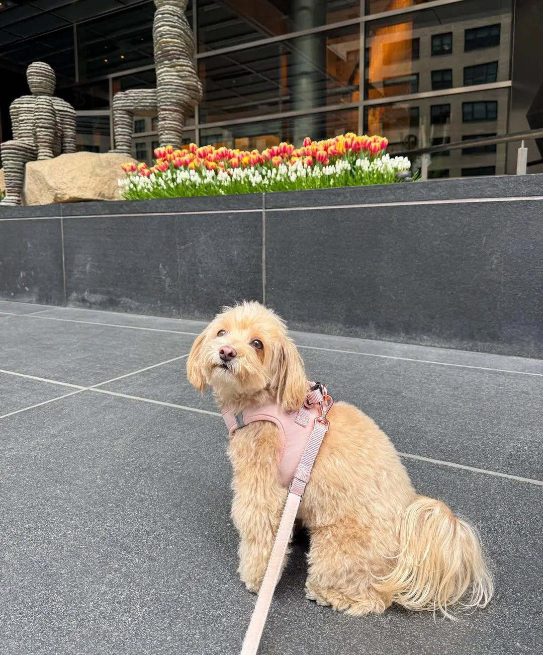 City Dog Leash - Blush
