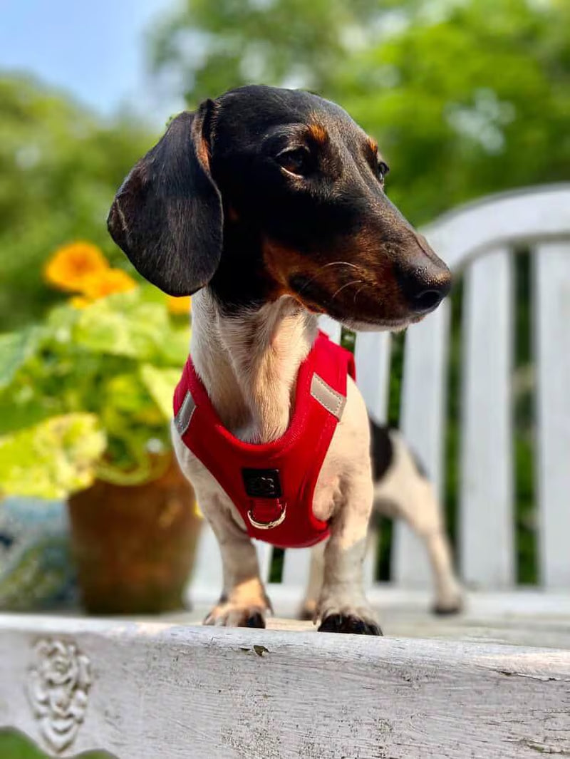 Soho Dog Walking Set - Iconic Red
