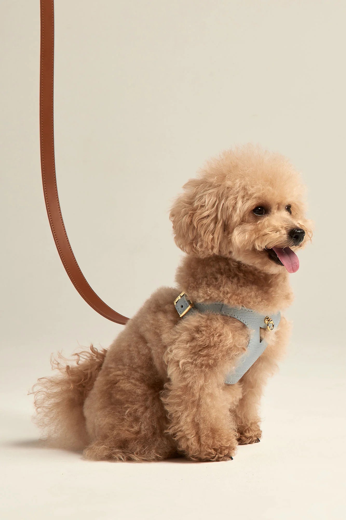 Sky Blue Juno Harness