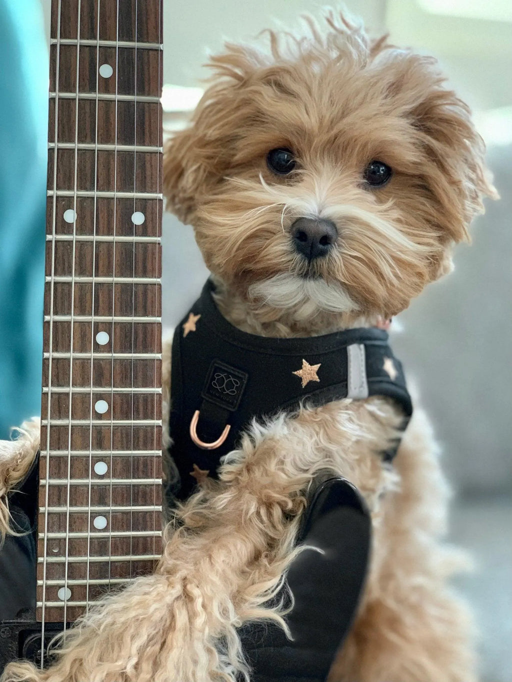 Soho Dog Walking Set - Rockstar