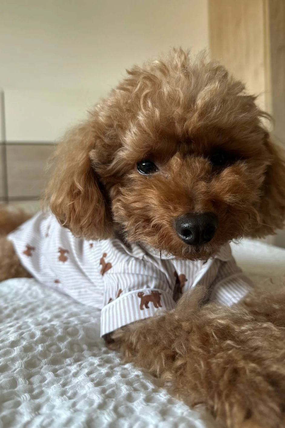 Doodle Dog Pajama Shirt – Brown & White