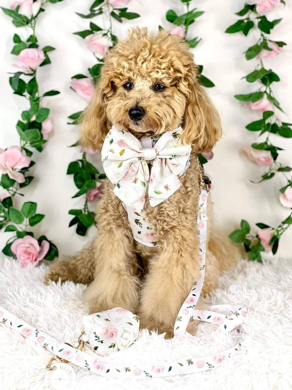 La Vie En Rose Designer Dog Harness Set