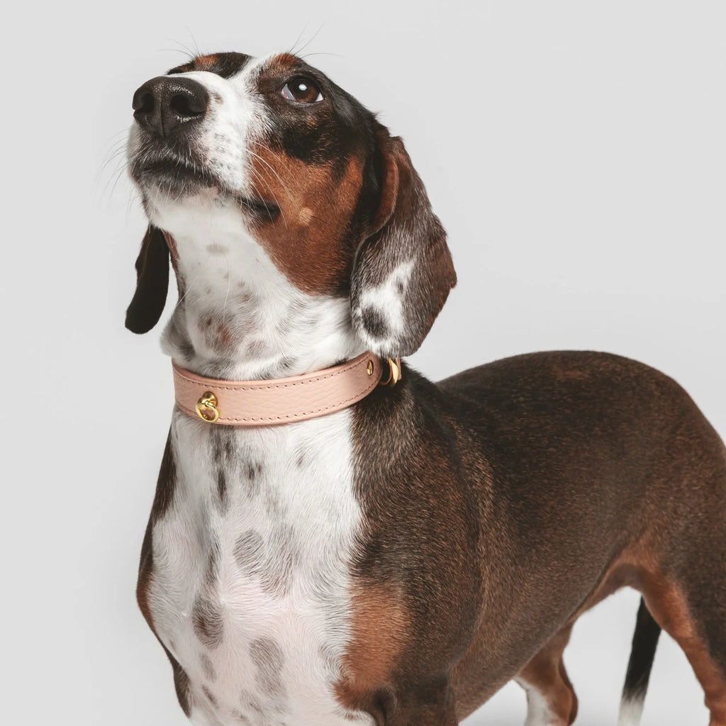 Peach Leather Juno Dog Collar