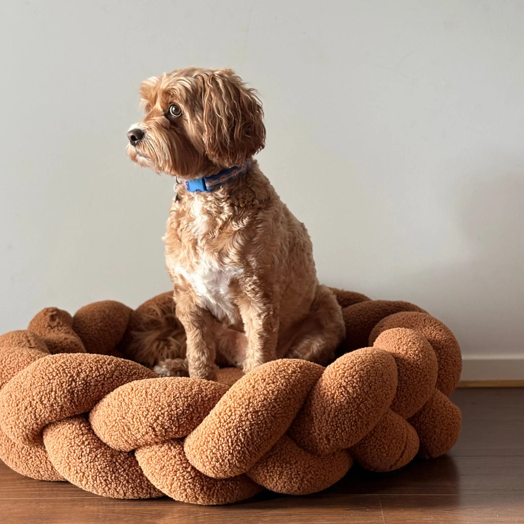 Chestnut Teddy