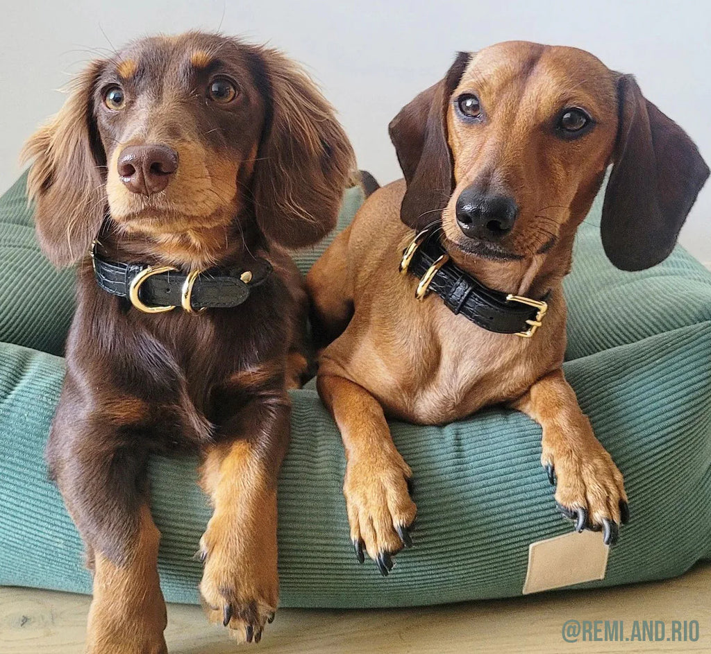 Dog Collar - Black