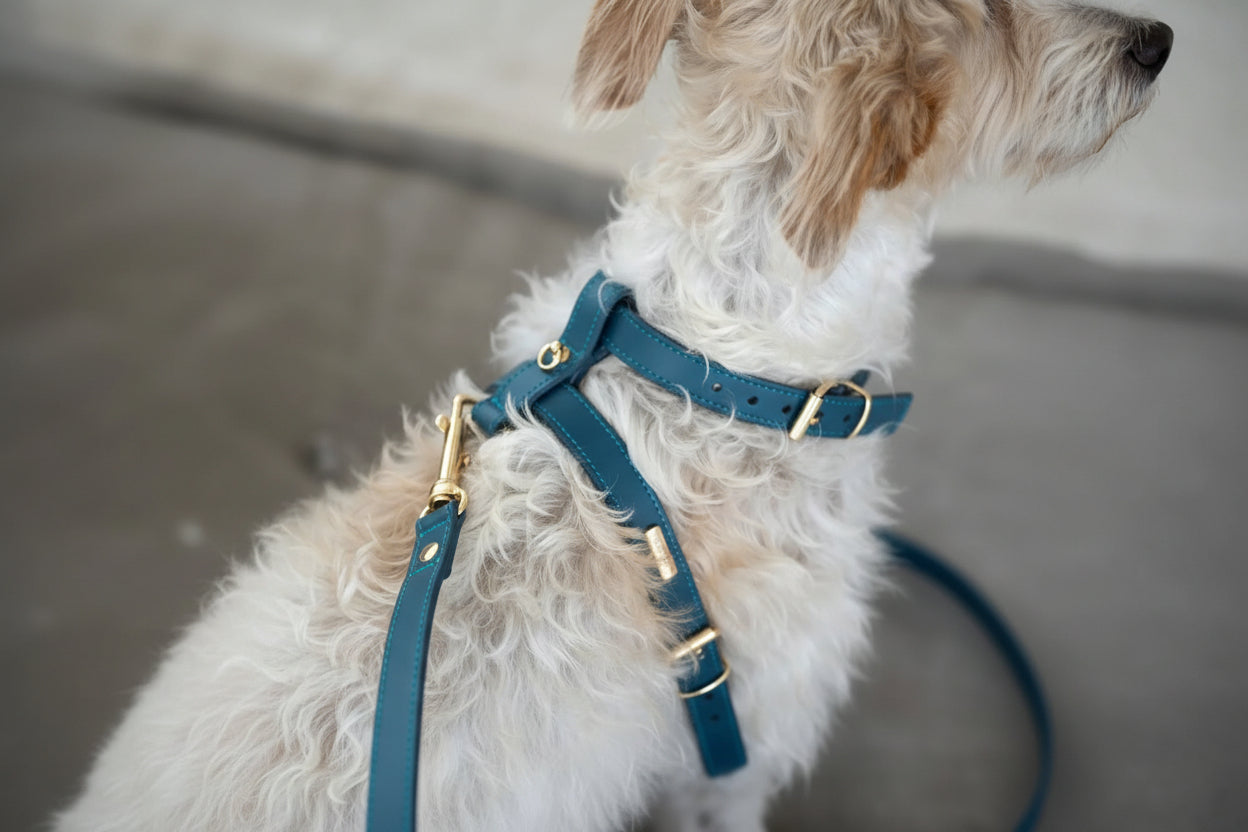 Navy Blue Leather Nara Dog Harness