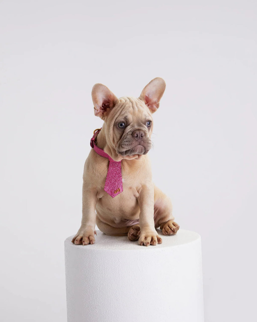 Christian Cowan Dog Tie