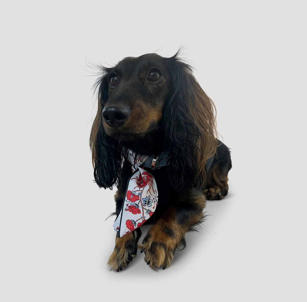 Dog Collar Twilly Flower - Ice Blue
