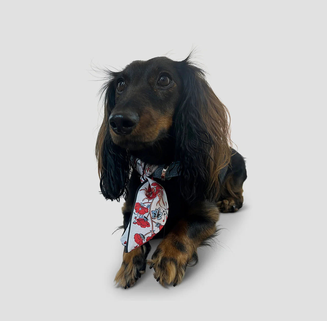 Dog Collar Twilly Flower - Ice Blue