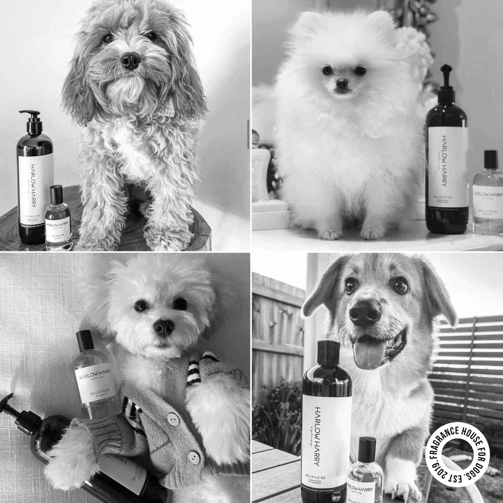 The Bougie-Est Dog Bundle
