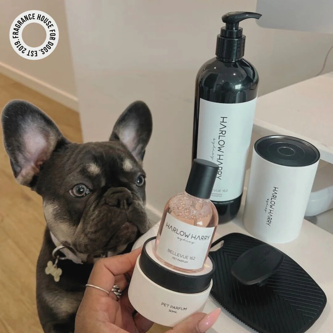 The Set | Bellevue 162