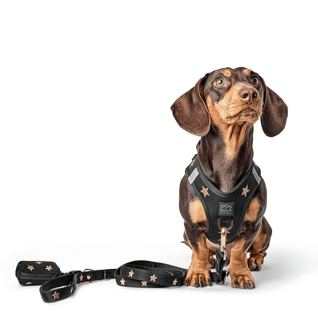 Soho Dog Walking Set - Rockstar