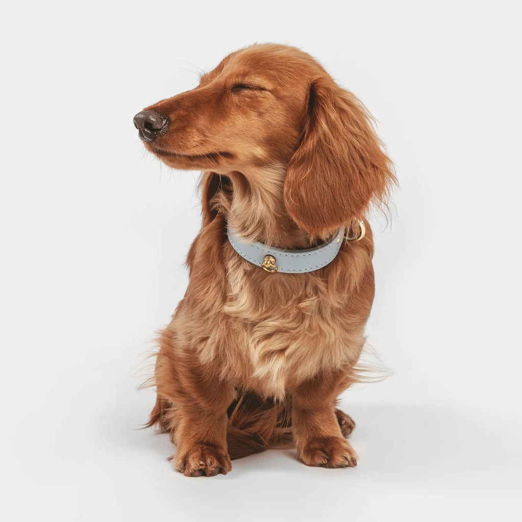 Sky Blue Leather Juno Dog Collar