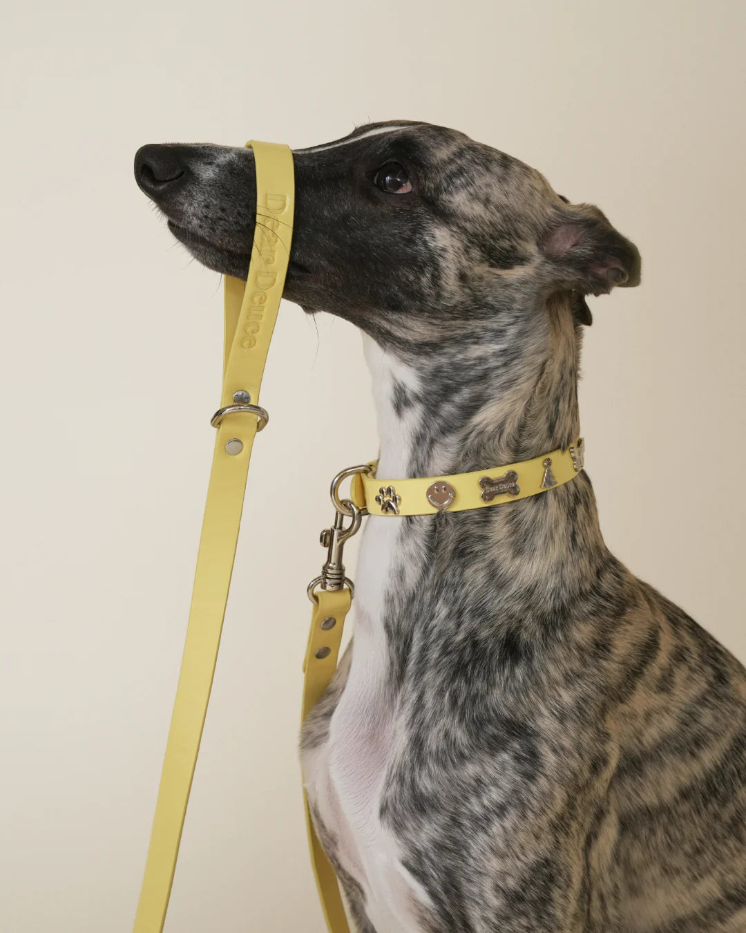 Social Butterfly Leash