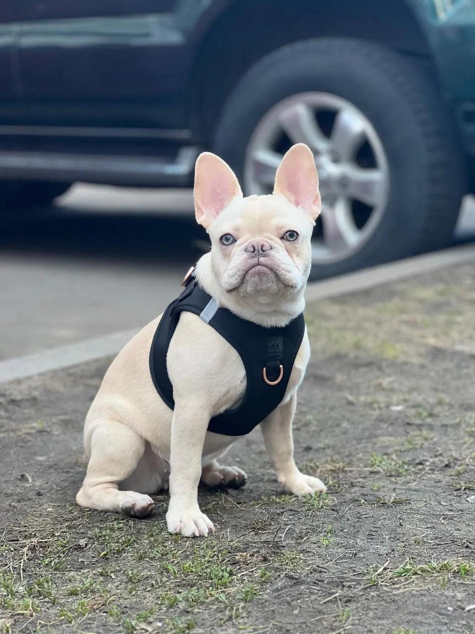 Soho Dog Walking Set - Black